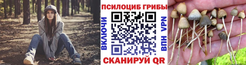 KRAKEN ТОР  где купить наркотик  Алексеевка  Псилоцибиновые грибы MAGIC MUSHROOMS 